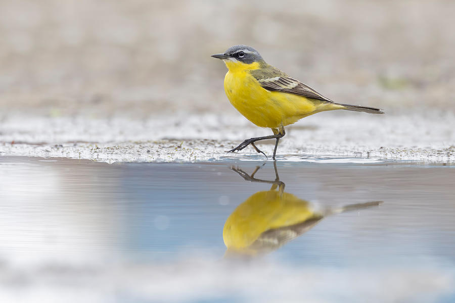 Yellow Wagtail Photograph by Paolo Bolla