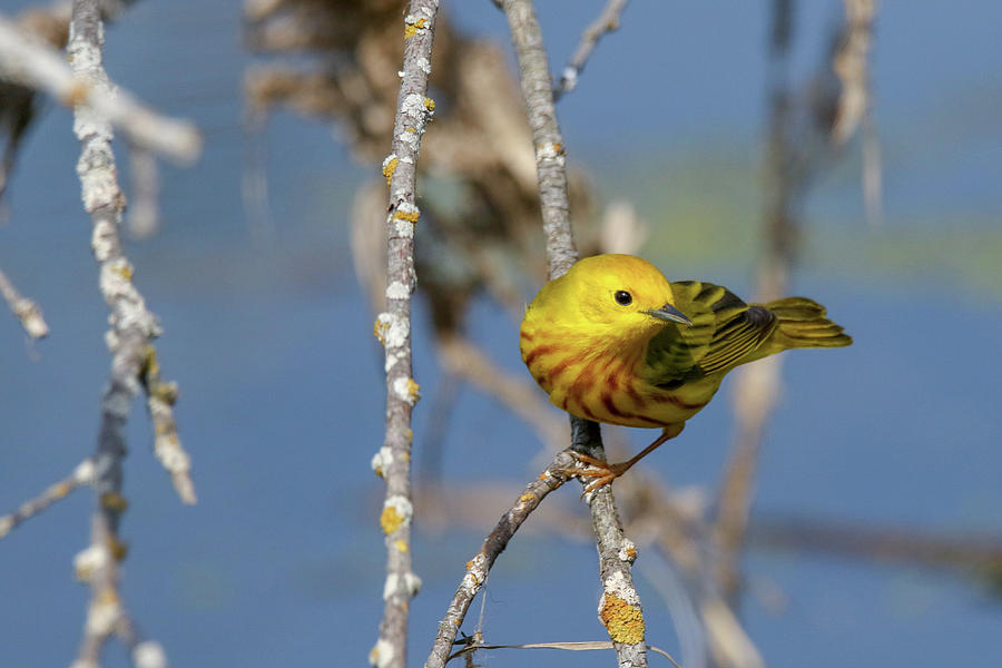 Yellow Warbler 10 Photograph by Brook Burling
