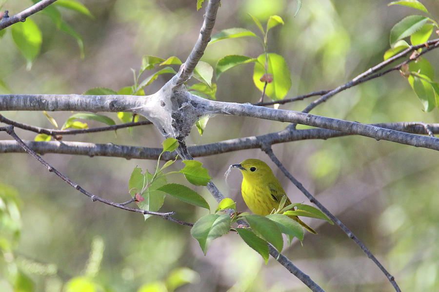 Yellow Warbler 2 Photograph by Brook Burling