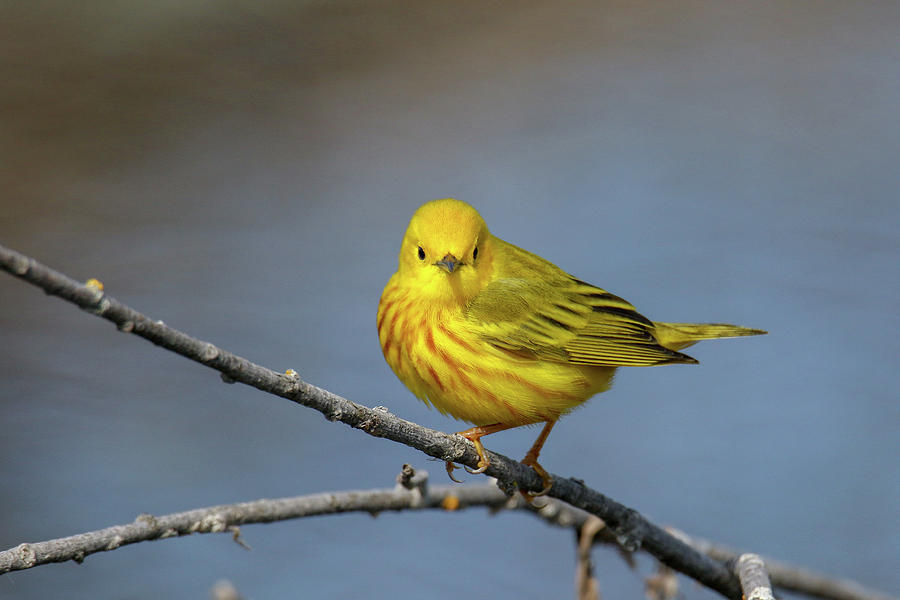Yellow Warbler 6 Photograph by Brook Burling