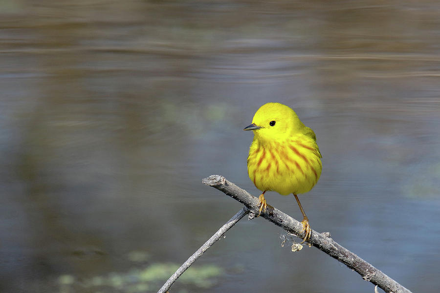 Yellow Warbler 9 Photograph by Brook Burling
