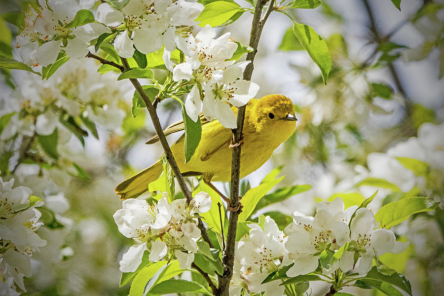 Yellow Warbler Among the Blossoms Photograph by Ira Marcus