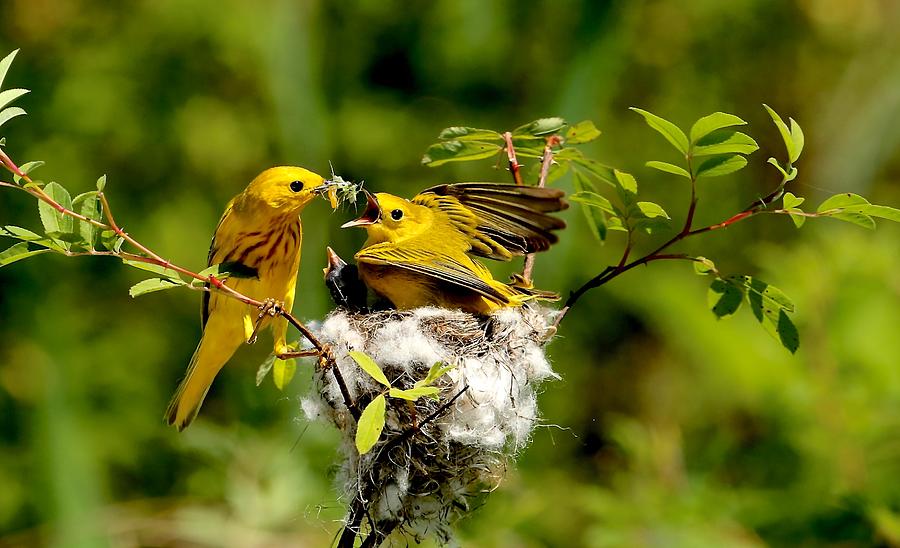 Warbler Photograph - Yellow Warbler Feeding Cowbird Baby by Lin Meng