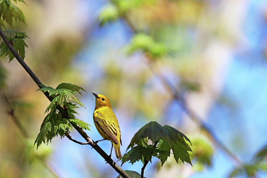 Yellow Warbler In Maple Tree Photograph by Debbie Oppermann