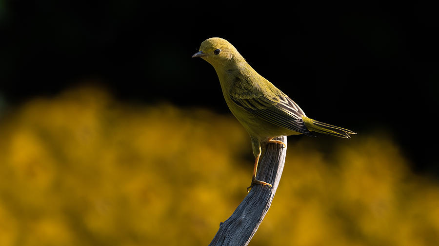 Yellow Warbler In Rudbeckia Photograph by Patrick Dessureault