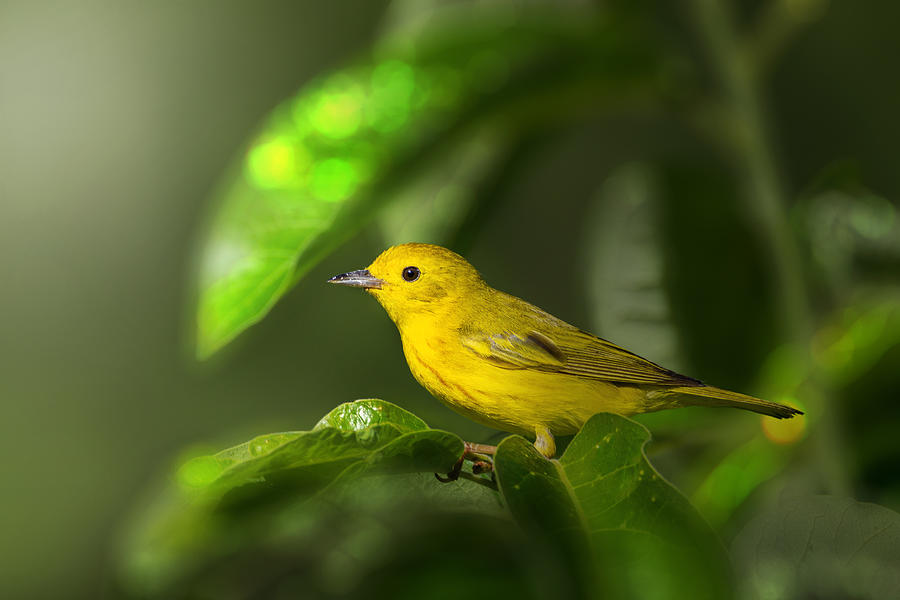 Warbler Photograph - Yellow Warbler by Jian Xu