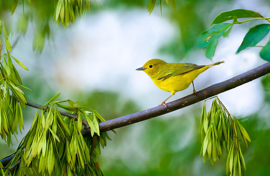 Nature Photograph - Yellow Warbler by Mike He