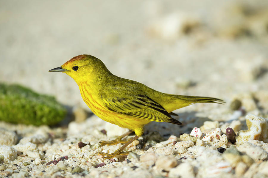 Yellow Warbler On Genovesa Island Photograph by Tui De Roy