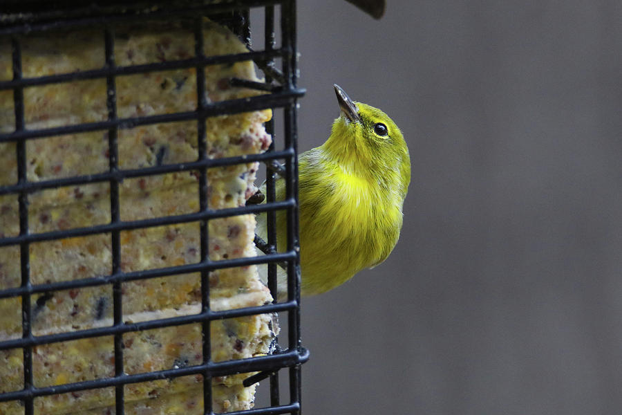 Yellow Warbler on Suet Photograph by Brook Burling
