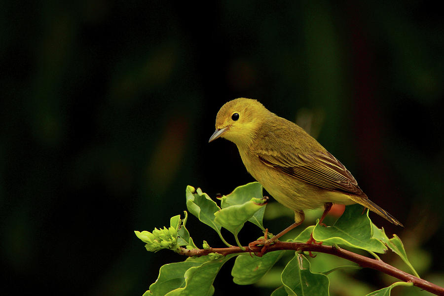 Yellow Warbler Posing Photograph by Alex Thomson Photography
