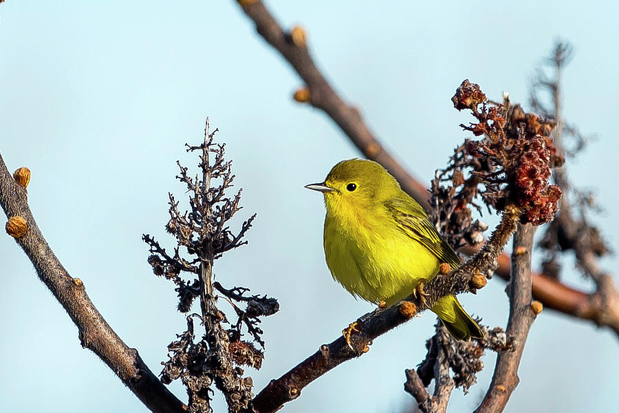 Yellow Warbler Photograph by Rick Shea