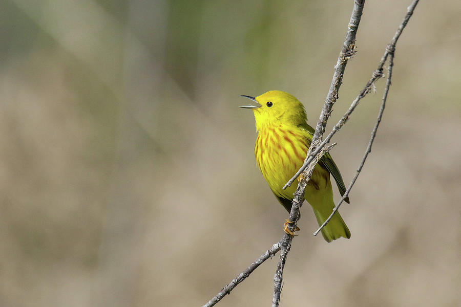 Yellow Warbler Singing Photograph by Brook Burling