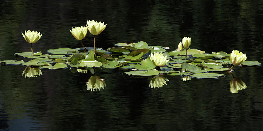 Yellow Water Lilies Photograph by Catherine Lau