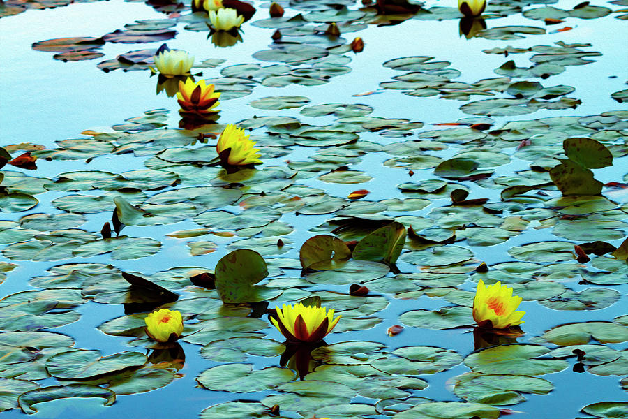 Yellow Water Lilies on Pond Photograph by Bonnie Follett