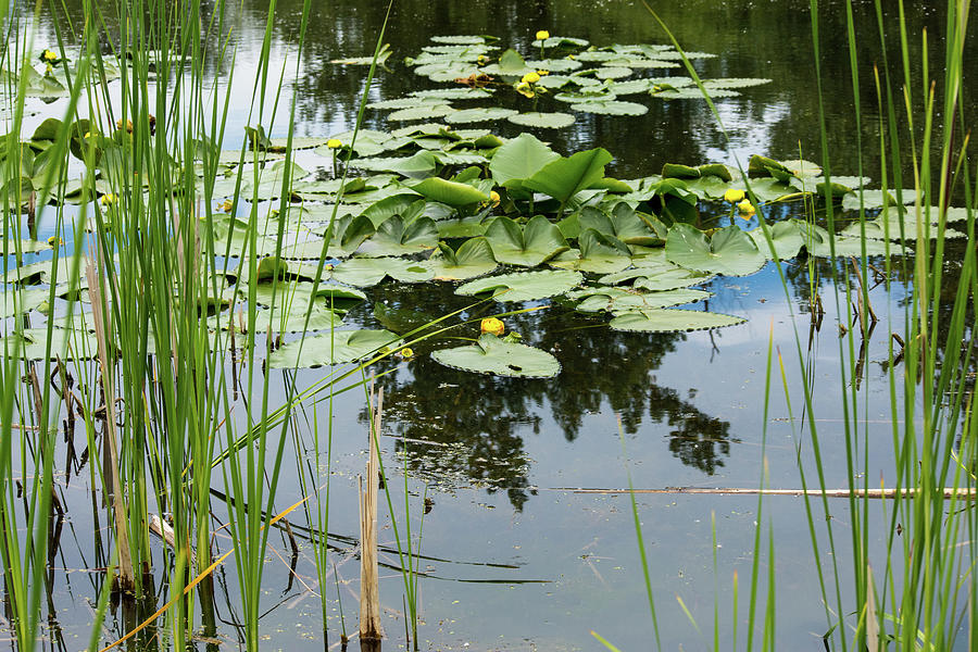 Water-lilies in Ferndale Photograph by Tom Cochran