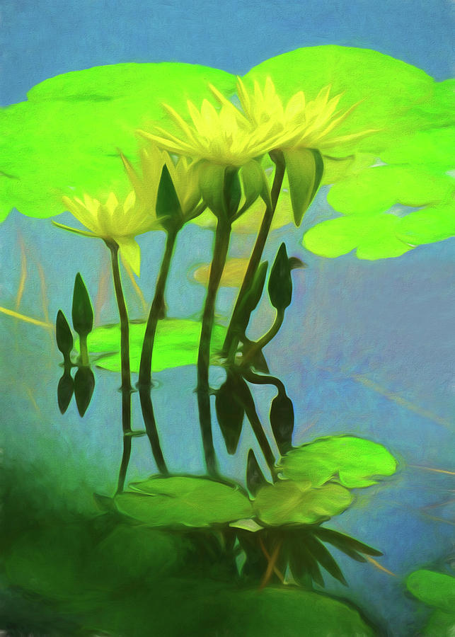 Yellow Water Lillies Photograph