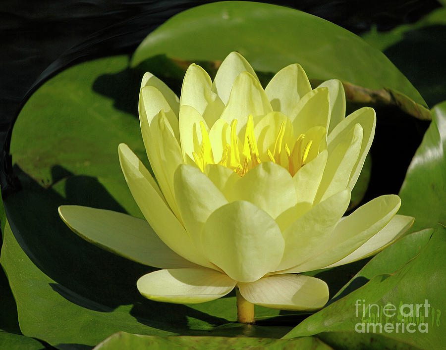 Yellow Water Lily Photograph By Carol F Austin