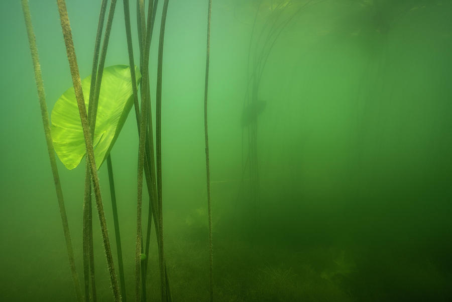 Plant Photograph - Yellow Water-lily Lake Morat, Canton Vaud, Switzerland by Michel Roggo / Naturepl.com