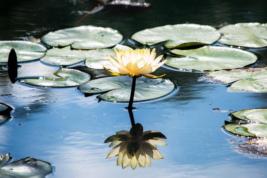 Yellow Water Lily Reflection - Gibbs Gardens Photograph by Mary Ann Artz
