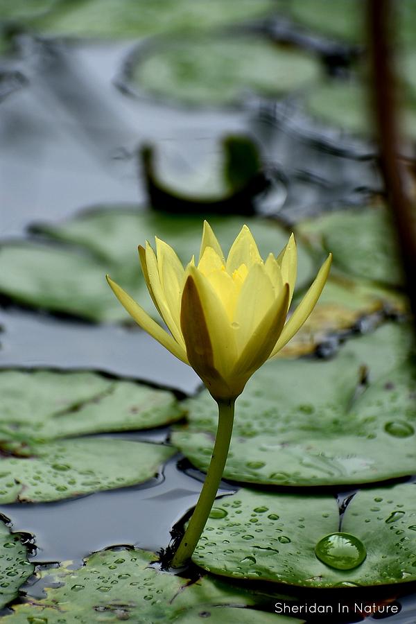 Yellow Water Lily Photograph by Sheridan Jones | Fine Art America