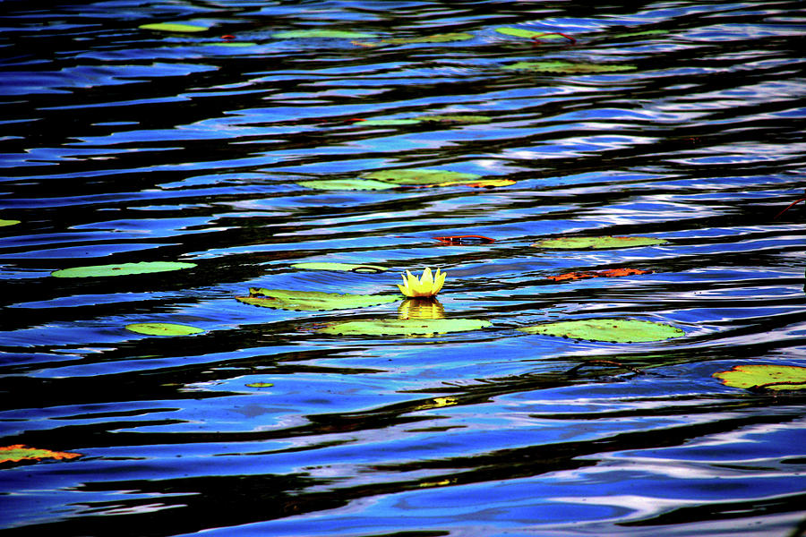 Yellow Waterlily  Photograph by Cynthia Guinn