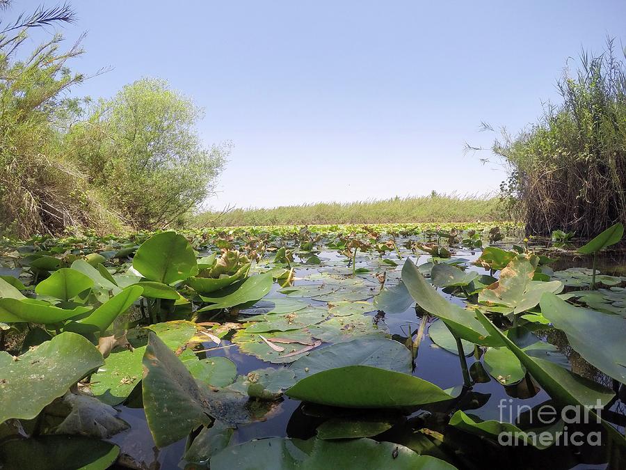 Lily Photograph - Yellow Waterlily In A Pond by Photostock-israel/science Photo Library