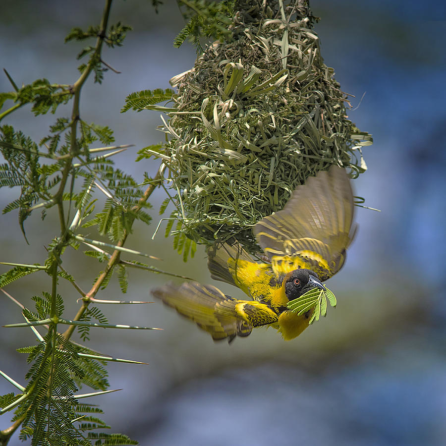 Yellow Weaver Finch Photograph by Hua Zhu