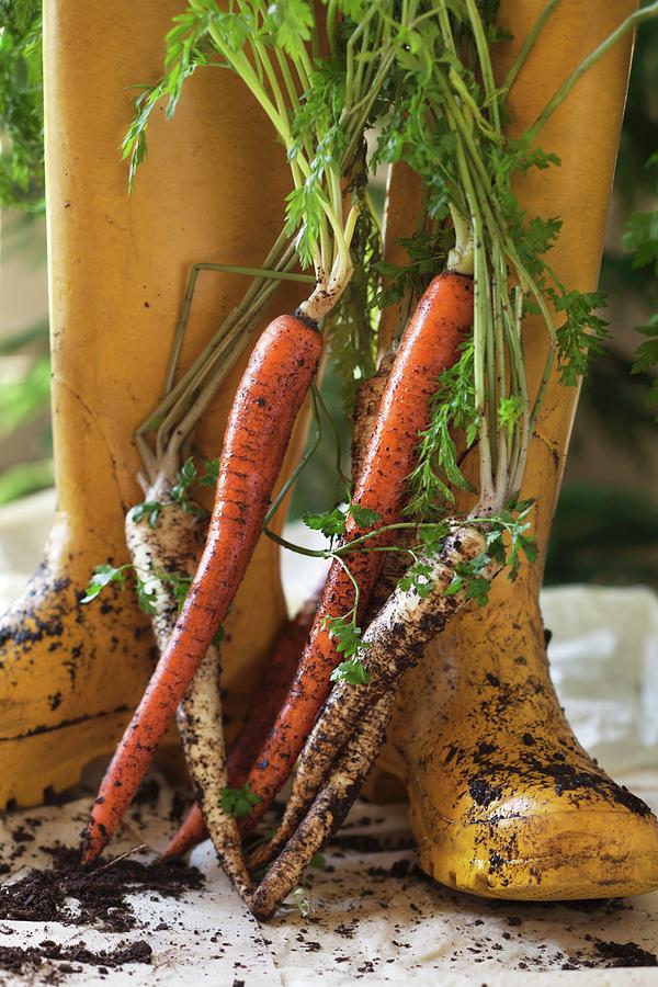 Yellow Wellie Boots, Fresh Carrots And Parsley Root Covered In Soil In A Garden Photograph by Katharine Pollak