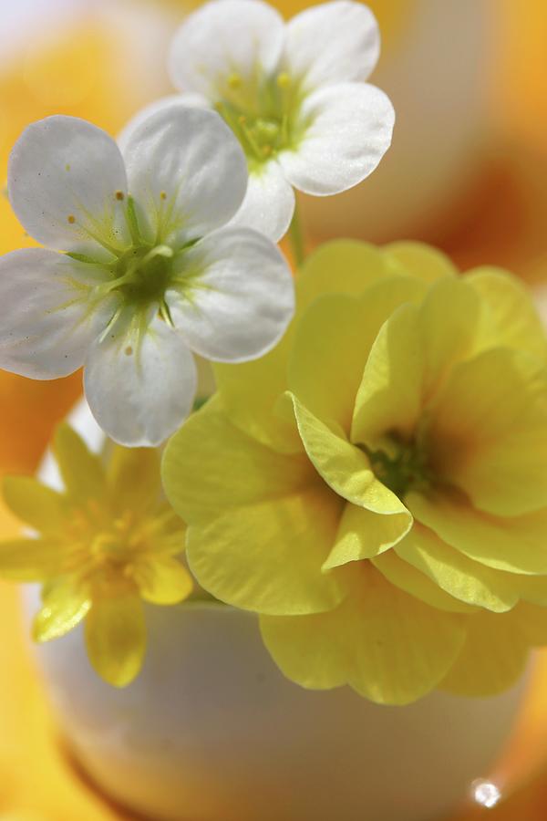 Yellow & White Spring Flowers In Egg Shell Used As Miniature Vase Photograph by Angelica Linnhoff