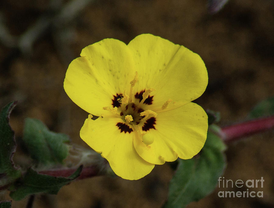 Yellow Wildflower 1.5148 Photograph by Stephen Parker