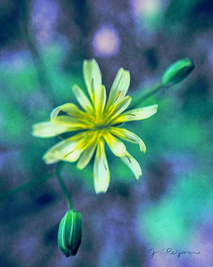 Yellow Wildflower Closeup  Photograph by Jori Reijonen