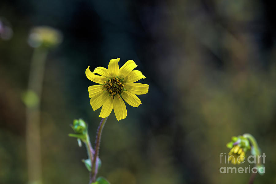 Yellow Wildflower Photograph by Felix Lai