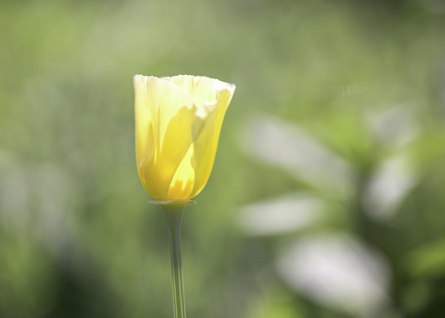 Yellow Wildflower by Johanna Froese Yellow Wildflower by Johanna Froese