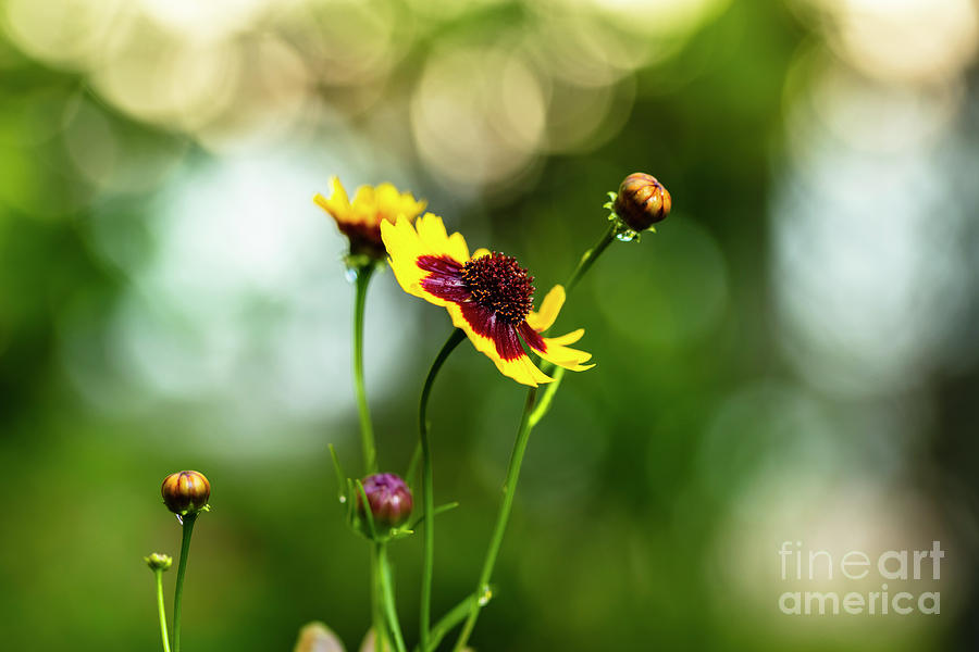 Yellow Wildflower Photograph by Raul Rodriguez
