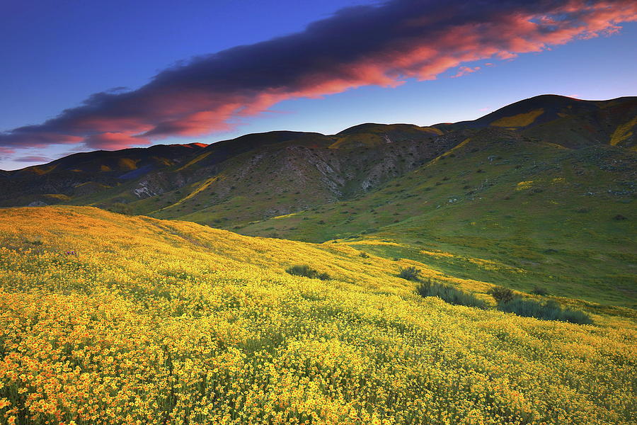 Yellow wildflower sunrise over the Temblor Range at Carrizo Plain National Monument in California Photograph by Jetson Nguyen