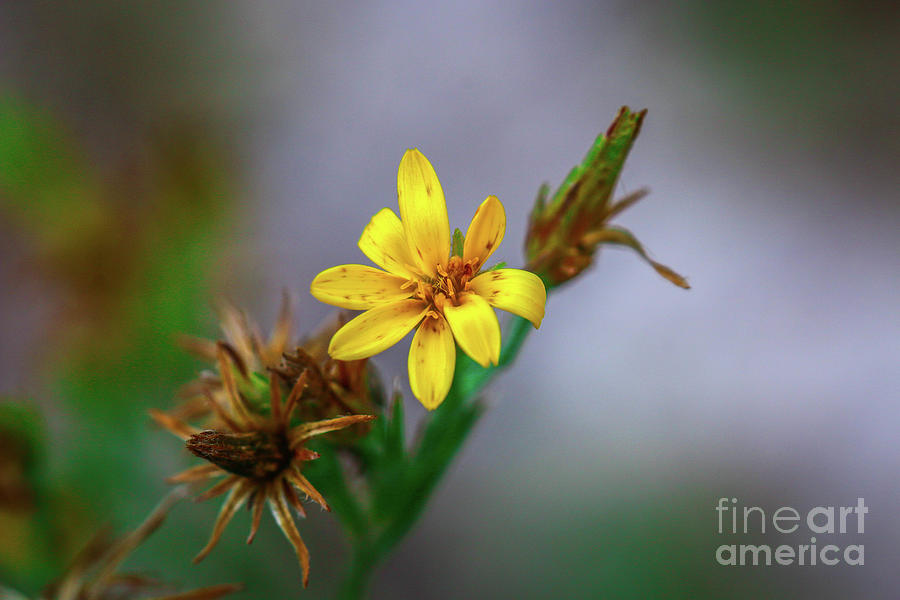 Yellow Wildflower Photograph by Tom Claud