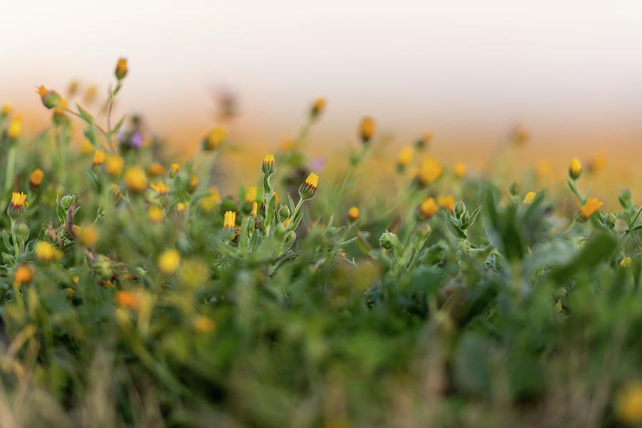 Yellow Wildflowers In A Field In Medellin, Extremadura, Spain. Photograph