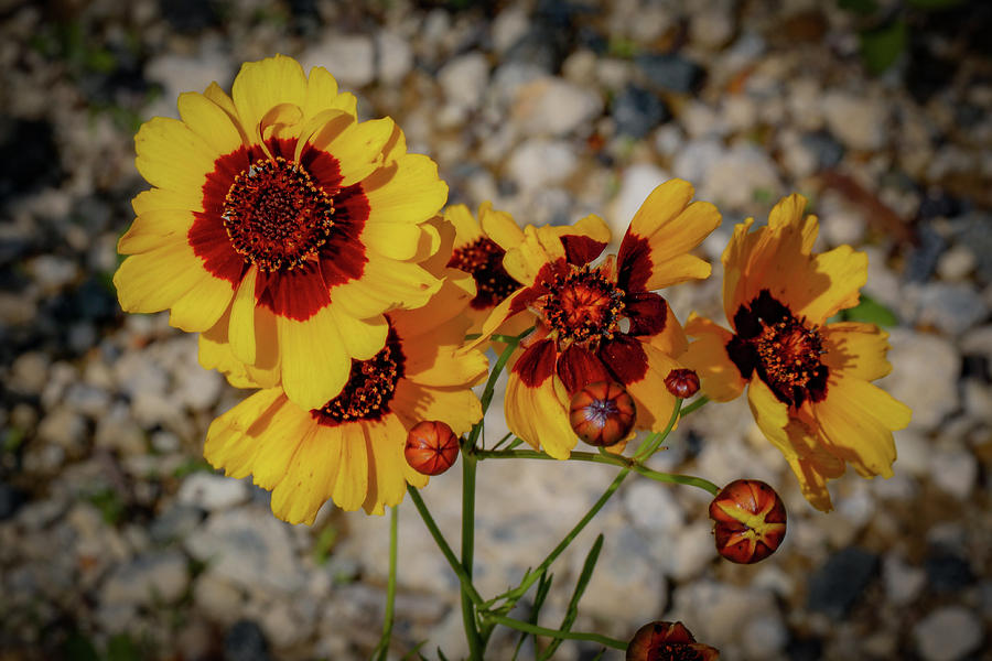 Yellow Wildflowers Photograph by Lora J Wilson