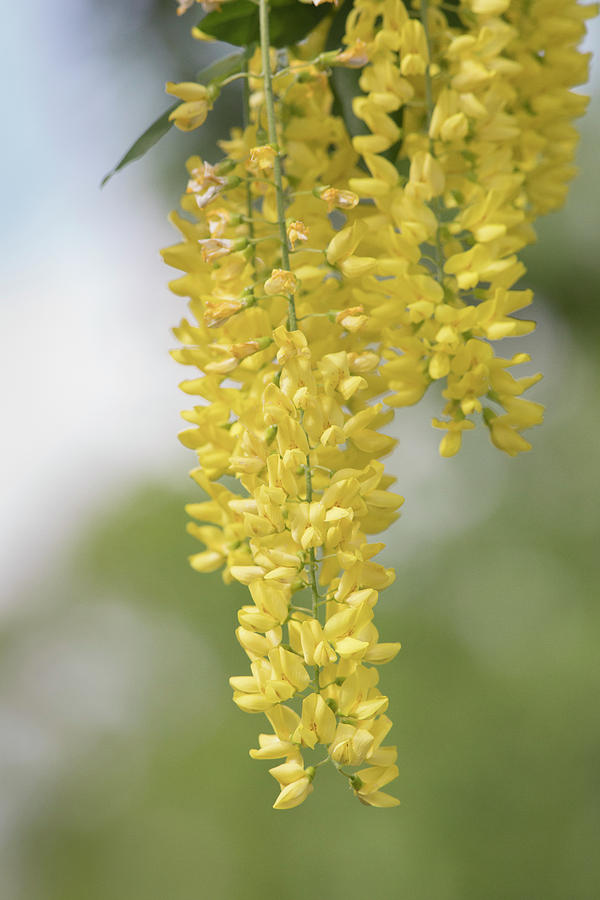 Yellow Wisteria Photograph by Mark Mille