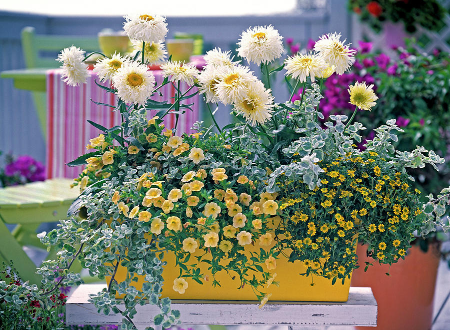 Yellow Wooden Flower Box Planted White-yellow Photograph by Friedrich Strauss