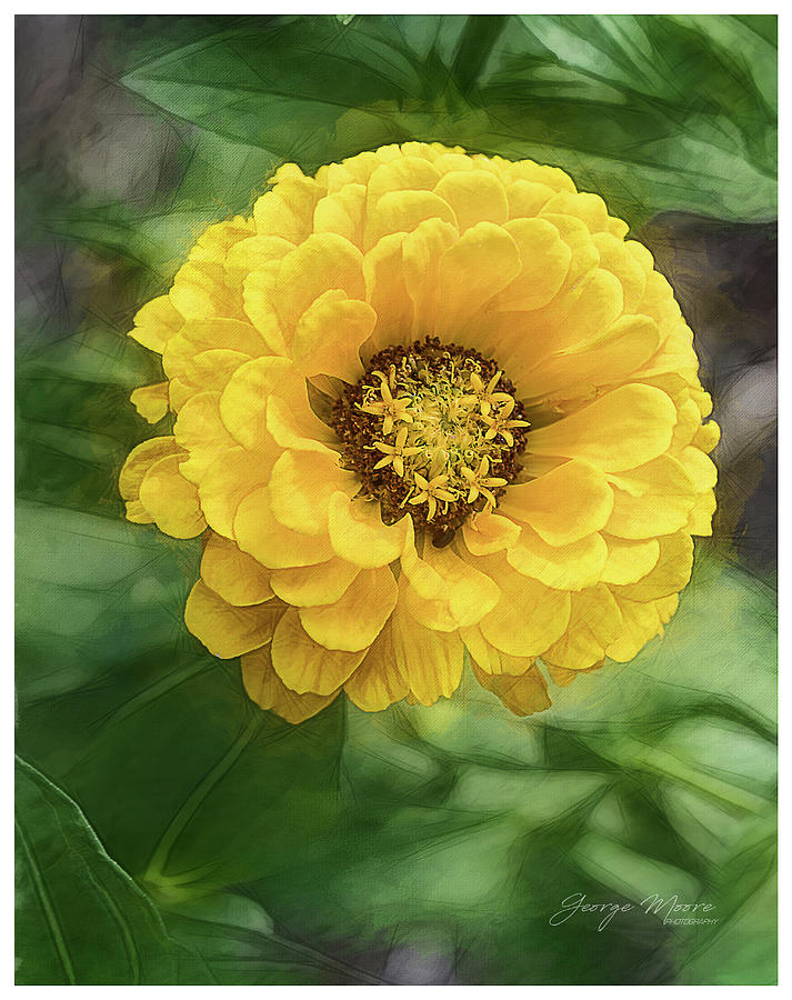 Yellow Zinnia Photograph by George Moore