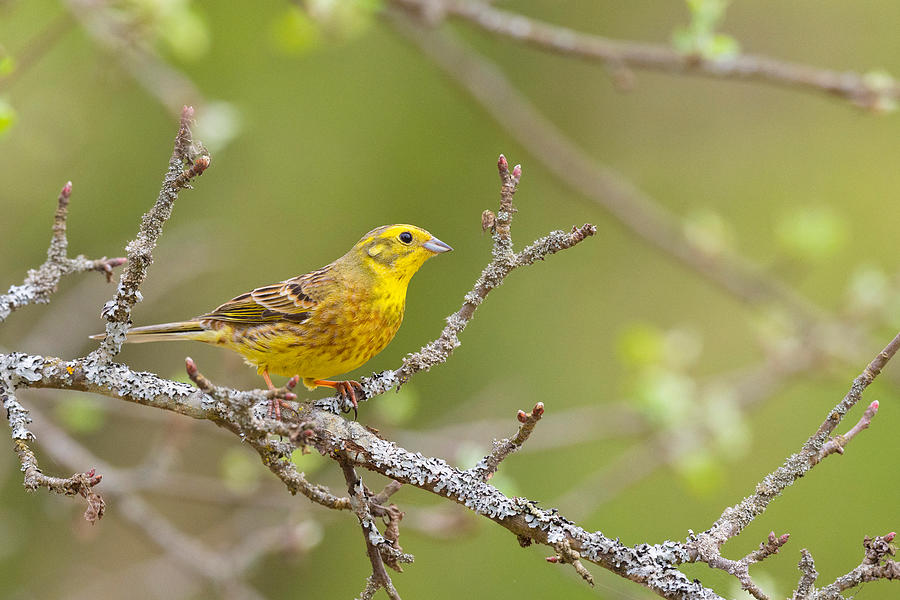 Yellowhammer Photograph By Dmitry Doronin Fine Art America