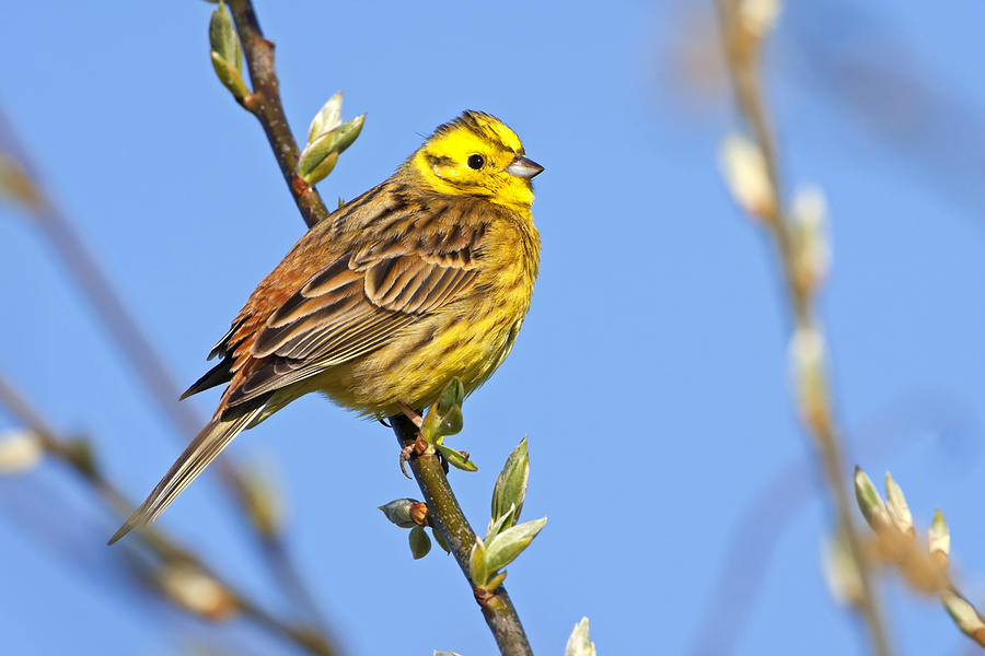 Yellowhammer Emberiza Citrinella Photograph by M Schaef Yellowhammer Emberiza Citrinella Photograph by M Schaef