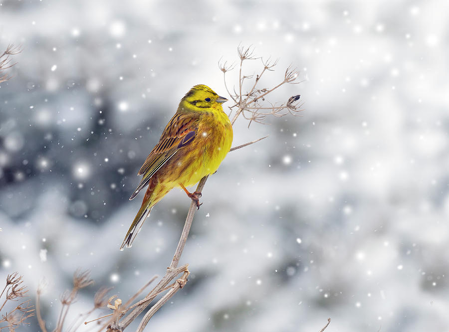 Yellowhammer In Winter Snow Norfolk England Uk Photograph By Ernie Janes Naturepl Com