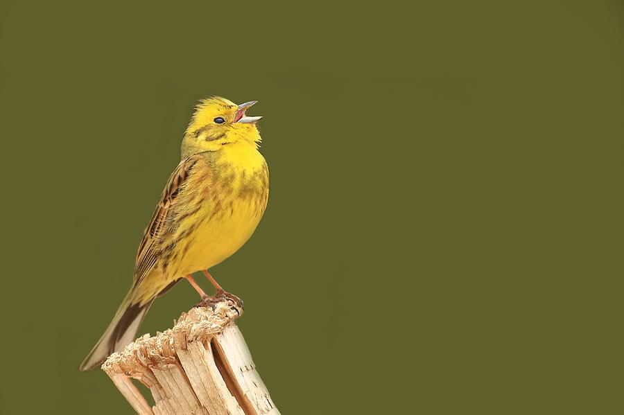 Yellowhammer Singing Photograph by Simun Ascic