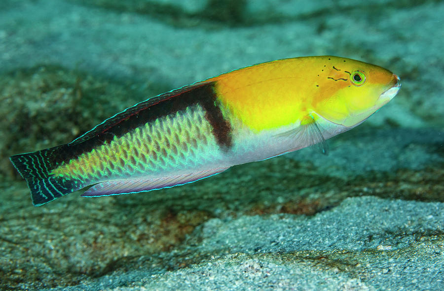 Yellowhead Wrasse, Terminal Phase Male Which Underwent Sex Photograph ...