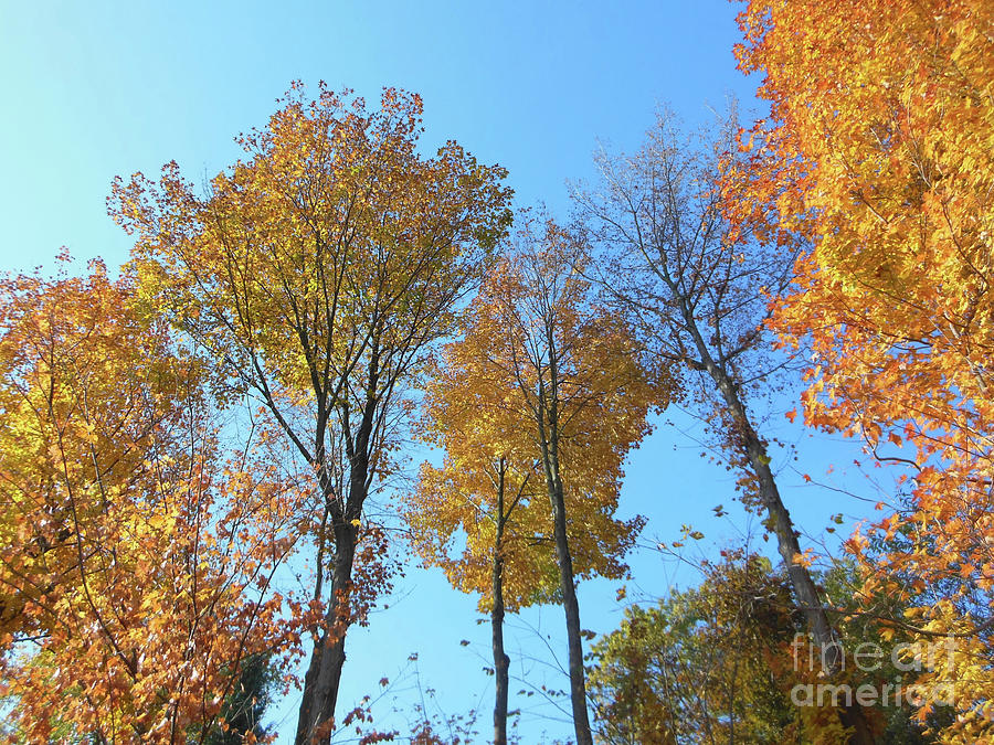 Fall Photograph - Yellowish Autumn Trees by Rockin Docks