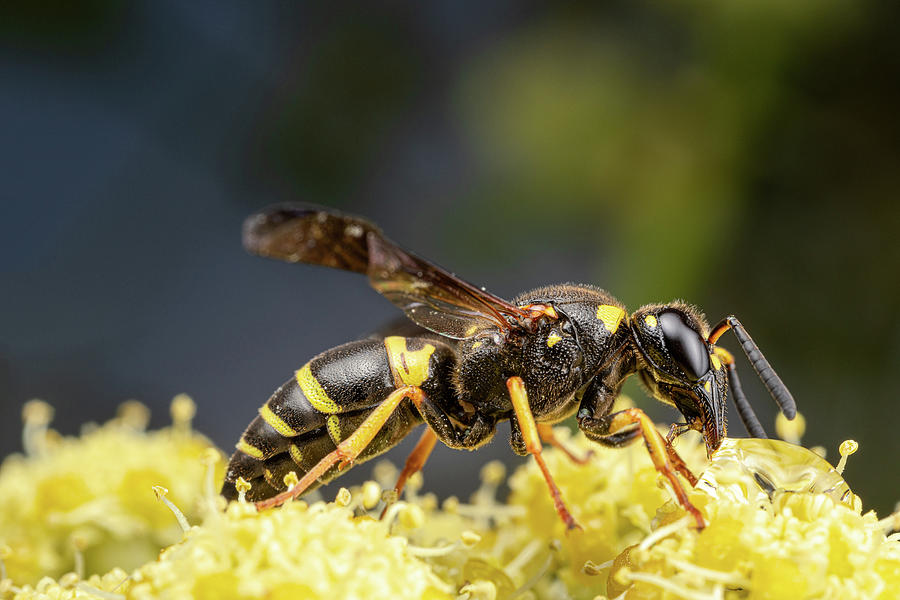Yellowjacket profile Photograph by Brian Hale