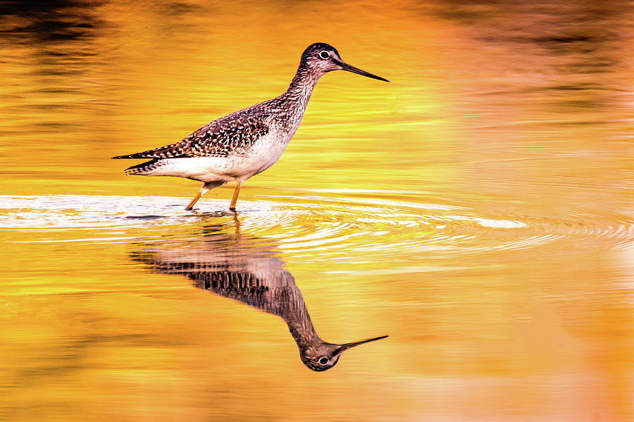 Yellowlegs at Sunset Photograph by Jerry Cahill
