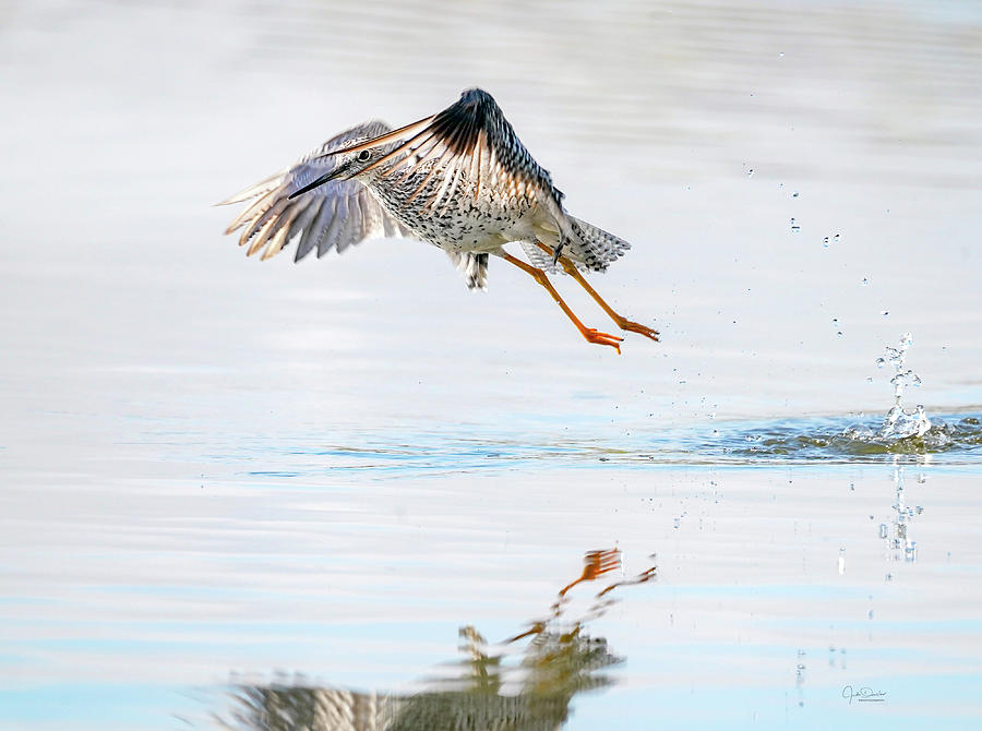 Yellowlegs Peek-a-boo by Judi Dressler Yellowlegs Peek-a-boo by Judi Dressler